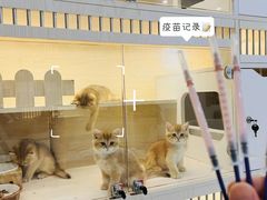 -柚子猫舍·精品猫舍购猫·猫咪认养·购宠·宠物店