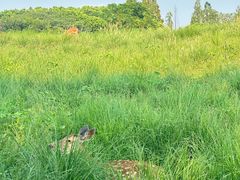 -良渚古城遗址公园