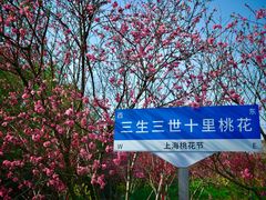 -南汇桃花村