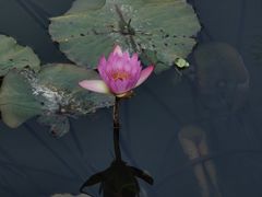 -厦门园林博览苑