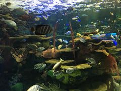 -瑞普利水族馆
