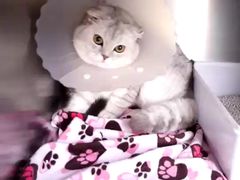 -纳吉亚猫专科动物医院博雅分院