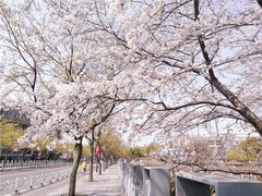 -嘉定紫藤园