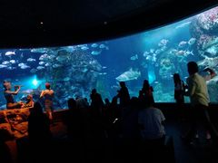 -暹罗海洋世界