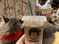 -楼上猫咖(罗湖店)