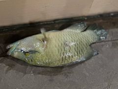 -海盗餐厅