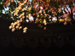 -秋霞圃