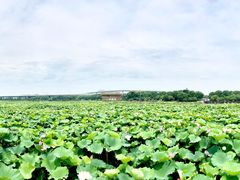 -荷塘月色湿地公园·向阳花洲