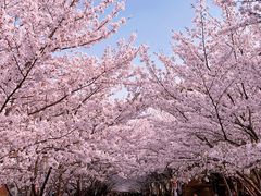 -高东镇樱花园