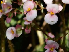 -中国科学院华南植物园