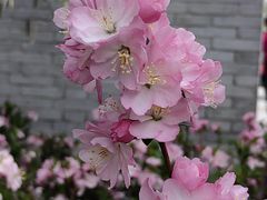 -海棠花溪(元大都城垣遗址公园)