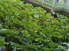 -绍兴鉴湖君澜大酒店
