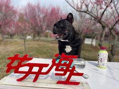 -花开海上生态园
