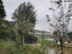 -梧桐山风景名胜区