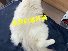 -爱侣宠医·鹦鹉专科·小型哺乳类·异宠专科(灵石路店)