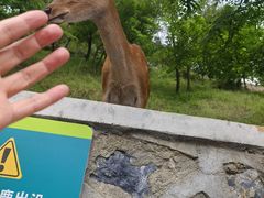 -大连森林动物园