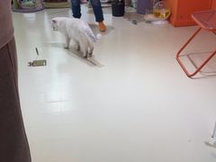 -三花喵·撸猫购宠·宠物生活馆(虹桥南丰城店)