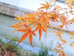 -秋霞圃