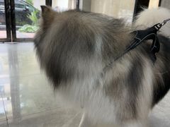 -半岛宠物医院24小时(白果林店)