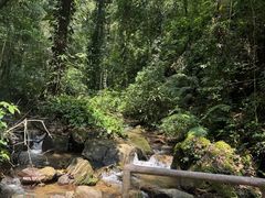 -莫里热带雨林景区