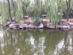 景点黑天鹅-石家庄市动物园