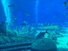 -亚特兰蒂斯•OSSIANO奥西亚诺海底餐厅