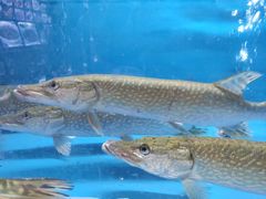 -博斯腾宾馆中餐厅