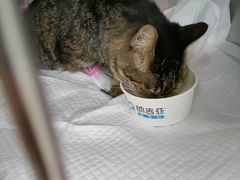 -纳吉亚猫专科动物诊疗中心(蒋宅口分院)