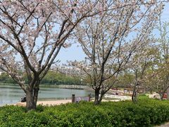 -新江湾城公园