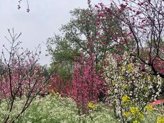 -南汇桃花村