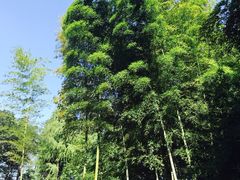 -同里国家湿地公园