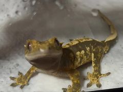 -酷以爬仙阁实体爬宠店·守宫·蜥蜴·专业繁育