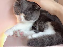 -猫儿山۰猫主题餐厅
