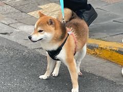 -上海德兴馆(昌里店)