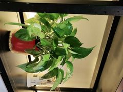 -三猫黑鱼花(南大店)
