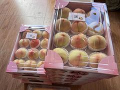 -南汇新场正宗水蜜桃采摘