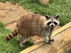 -大连森林动物园