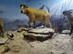 -陕西自然博物馆