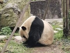 -都江堰中华大熊猫苑