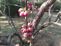 -香山公园