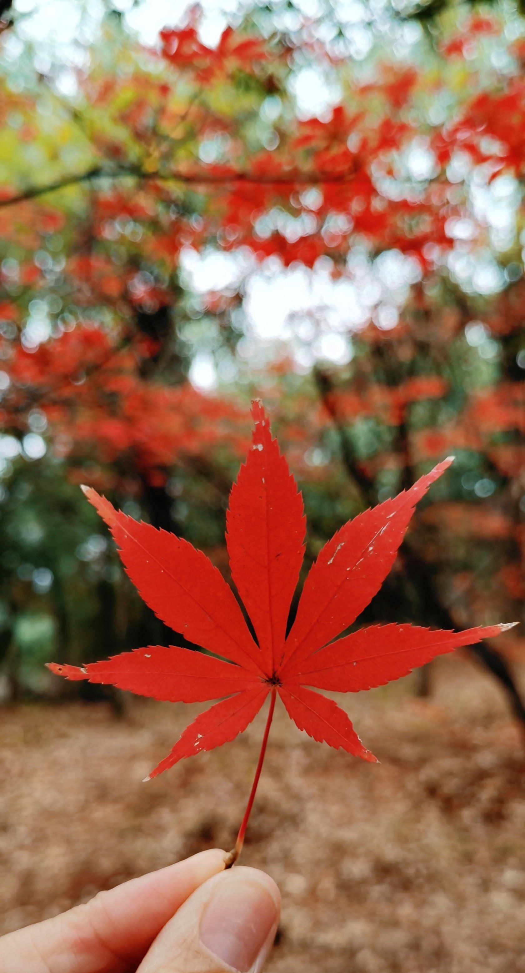 最佳的赏枫区域包括‌红枫岭,‌定风塔和‌三清殿