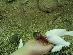 -萌宠奇缘