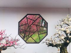 -香雪海