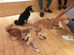 -喜柴咖啡·柴犬狗咖
