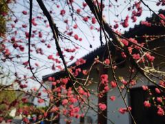 -南汇桃花村
