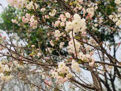 -天适樱花悠乐园