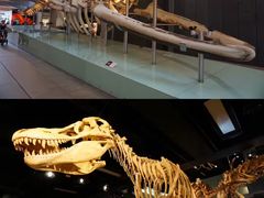 -墨尔本博物馆(Melbourne Museum)