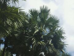 -东芭乐园