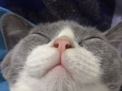 -Bastet sally猫舍购宠(静安店)
