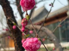 -春风习习